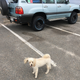This Land Cruiser fan came over to check me out while I took a photo, certainly was a friendy pooch.